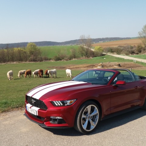 Mustang Cabrio 10